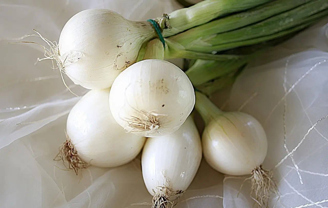 Bulbes oignons blancs pour maraîchers pro