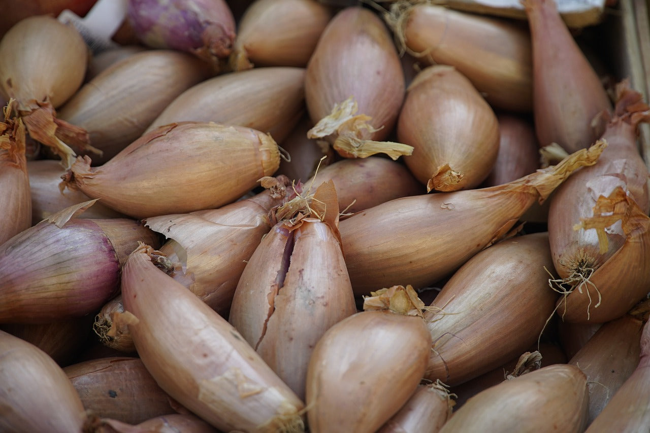 Untreated Longor Shallot Bulbs - Size 15/35 - 20 kg Bag - Buy Now Online