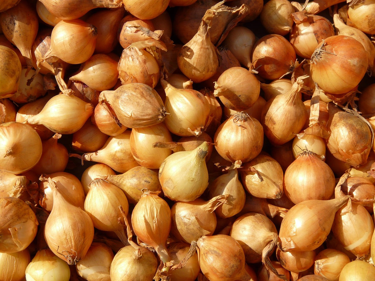 Bulbilles en Petits Conditionnements