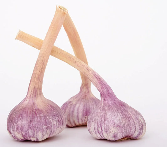 Bulbes Ail Violet germidour Calibre 40/50 Sac de 5 KG - Achat immédiat en ligne