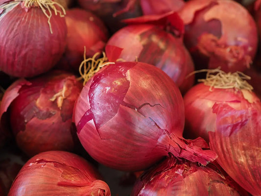 Bulbes oignons rouges pour maraîchers pro